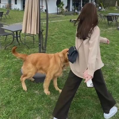 通感画家威廉明娜